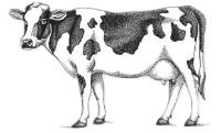 mooo
