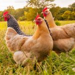 Poultry Feed