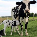 Dairy Feed