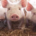 Pig Feed
