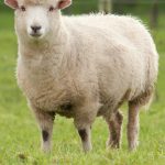sheep
