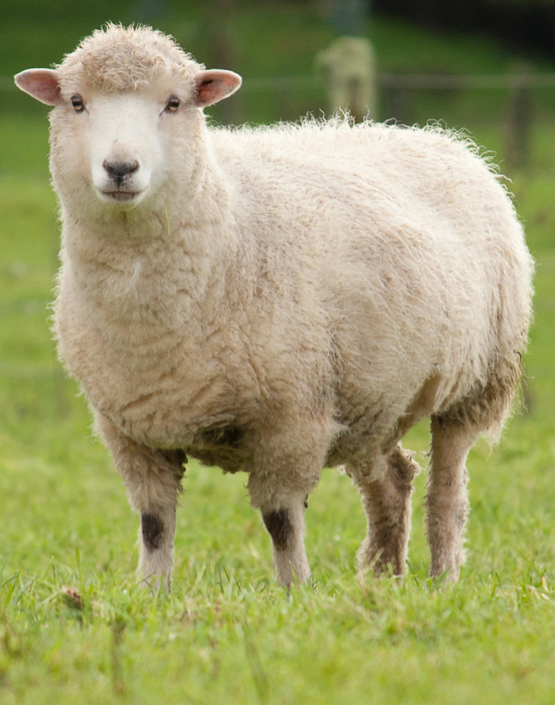 sheep