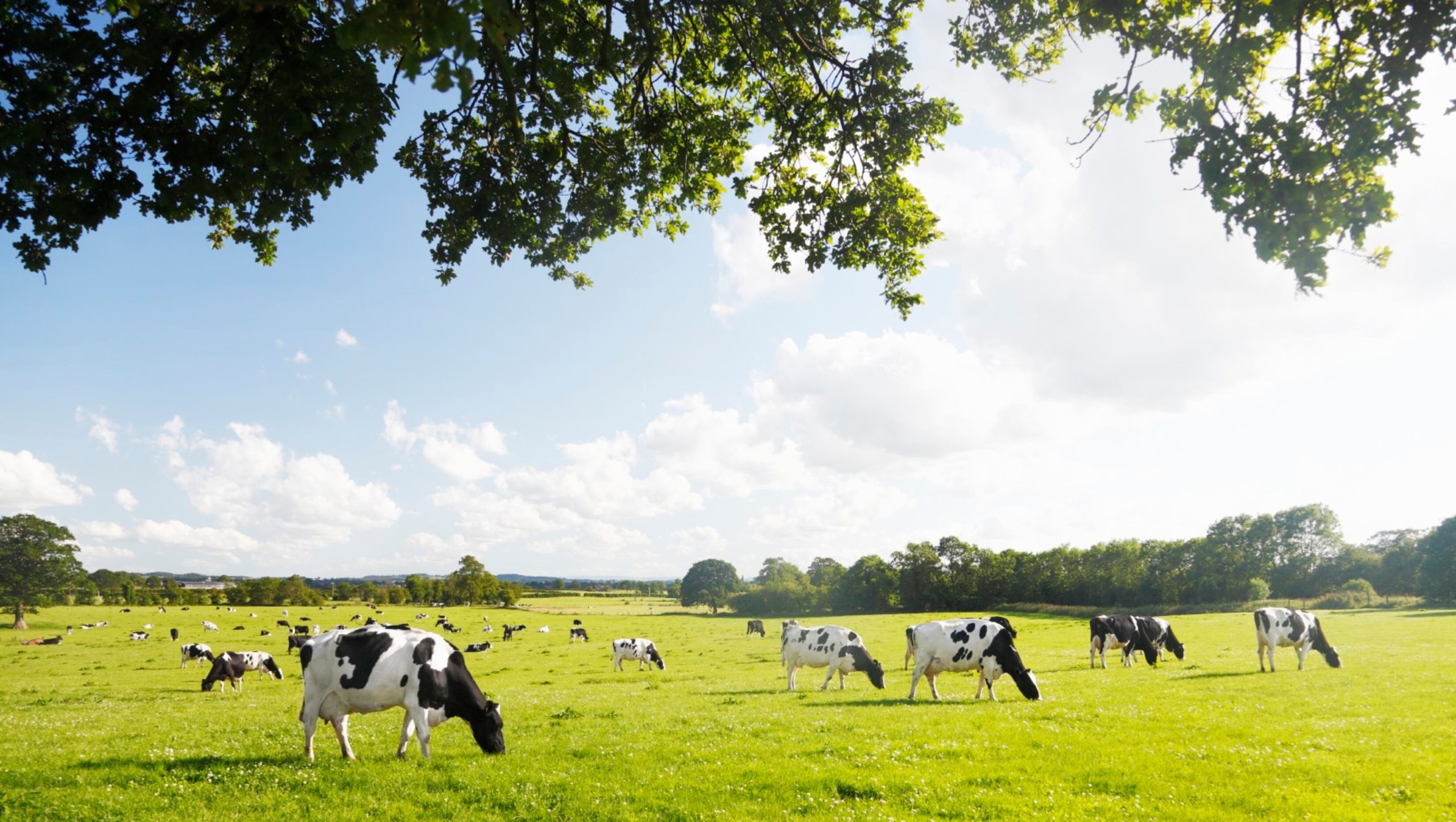 cows for slider ra mcclung 2